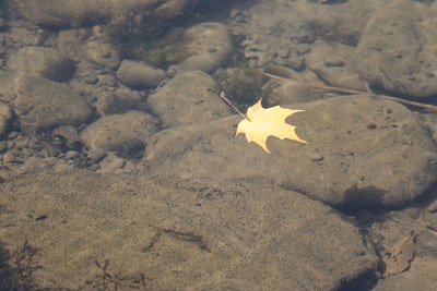棕色的枫叶漂浮在平静的水面上